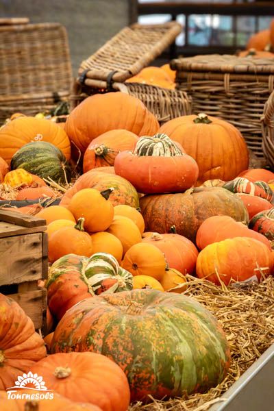 Arbre automnal présentant des couleurs chaudes, évoquant l'orange, le rouge et le jaune de l'automne